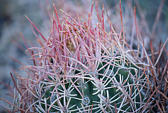 Fishhook Cactus