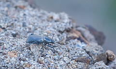 Broad-necked Darkling Beetle